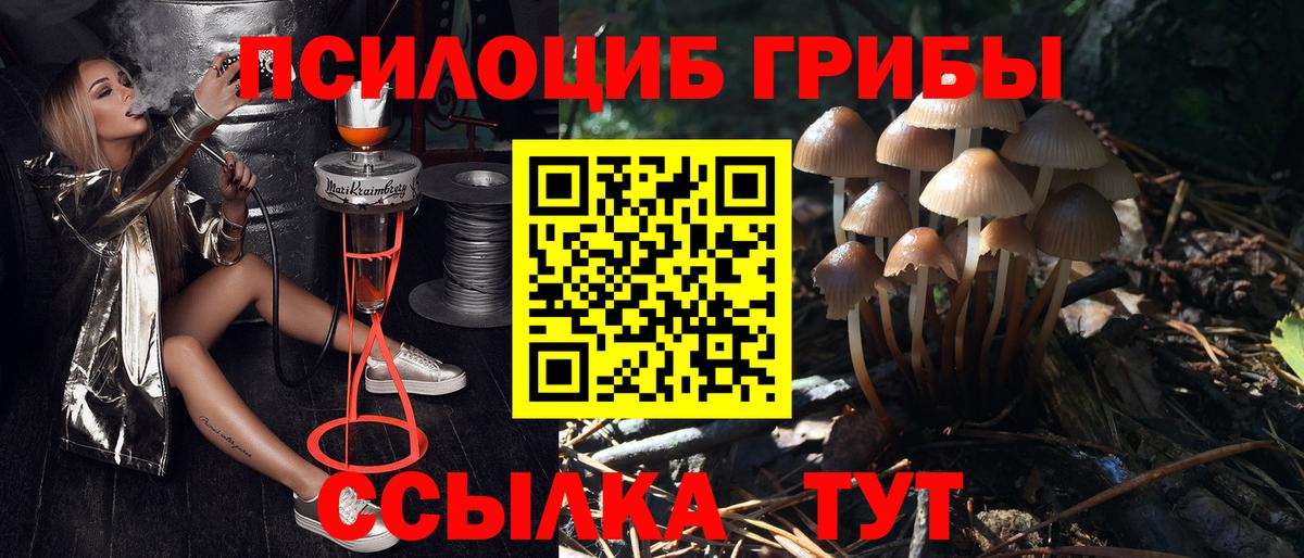 купить наркоту  Вход с VPN  Кыштым  Галлюциногенные грибы мицелий  Псилоцибиновые грибы Cubensis 